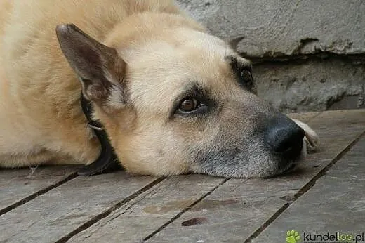 Senior Pikolo marzy o ogrodzie,  mazowieckie Warsz