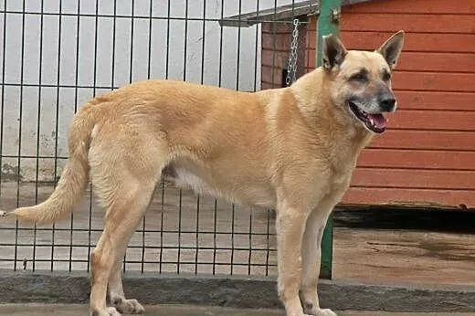 Senior Pikolo marzy o ogrodzie,  mazowieckie Warsz