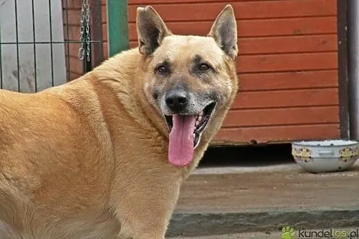 Senior Pikolo marzy o ogrodzie,  mazowieckie Warsz