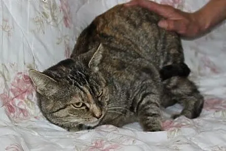 Przemiła 2-letnia koteczka piinie do adopcji,  ślą