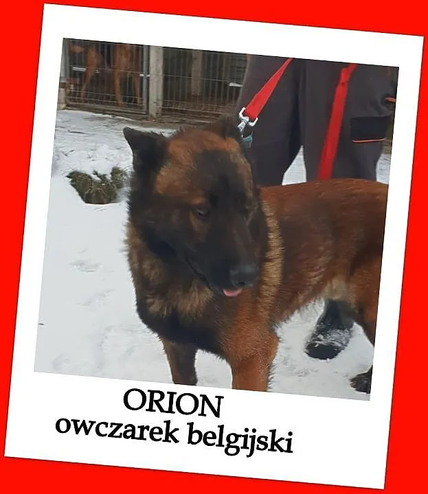 Inteligentny,bystry,młody pies w typie owczarka belg.,łagodny,kontaktowy ORION.Adopcja., Małopolskie, Kraków