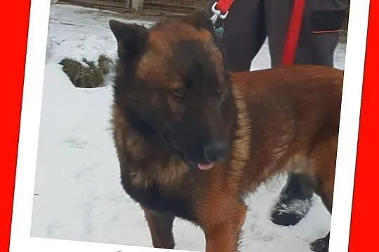 Inteligentny,bystry,młody pies w typie owczarka belg.,łagodny,kontaktowy ORION.Adopcja., Małopolskie, Kraków