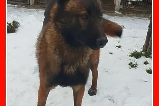 Inteligentny,bystry,młody pies w typie owczarka belg.,łagodny,kontaktowy ORION.Adopcja., Małopolskie, Kraków