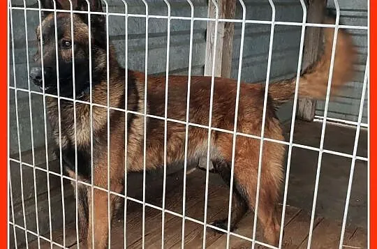 Inteligentny,bystry,młody pies w typie owczarka belg.,łagodny,kontaktowy ORION.Adopcja., Małopolskie, Kraków