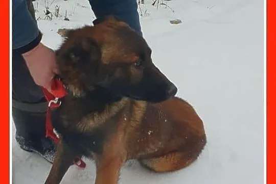 Inteligentny,bystry,młody pies w typie owczarka belg.,łagodny,kontaktowy ORION.Adopcja., Małopolskie, Kraków