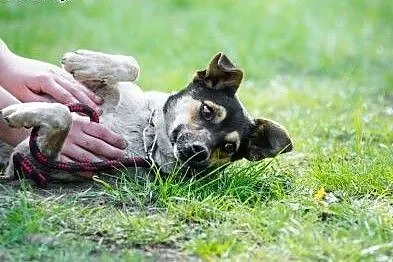 Roczna, bardzo sympatyczna sunia Mersi, delikatna i subtelna,  Kundelki cała Polska