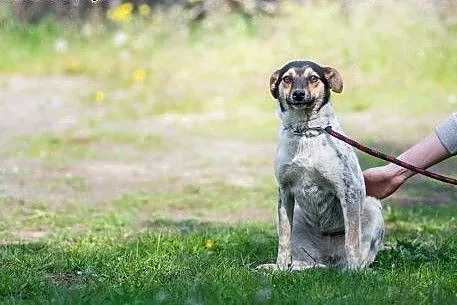 Roczna, bardzo sympatyczna sunia Mersi, delikatna 