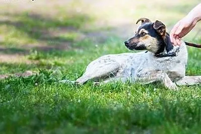 Roczna, bardzo sympatyczna sunia Mersi, delikatna 