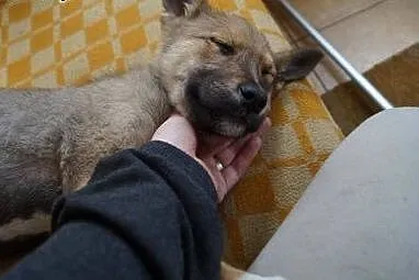 Milusia, psie dzieciątko, SZCZENIACZEK do adopcji!,  Kundelki cała Polska