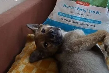 Milusia, psie dzieciątko, SZCZENIACZEK do adopcji!