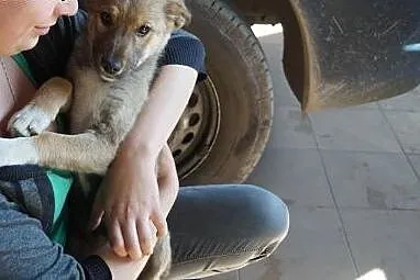 Milusia, psie dzieciątko, SZCZENIACZEK do adopcji!