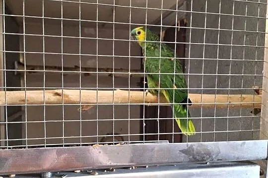 Papuga Amazonka Niebieskoczelna, Śląskie, Wodzisław Śląski