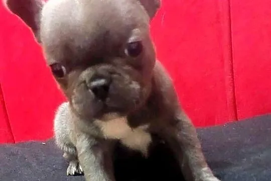 Buldog francuski pieseki i suczki blue