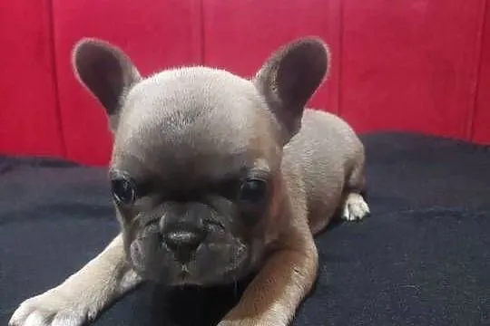 Buldog francuski pieseki i suczki blue, Lubuskie, Mycielin