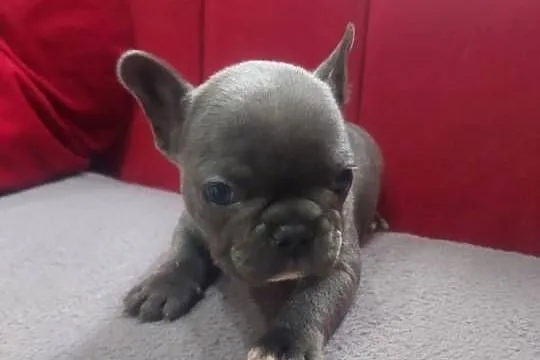 Buldog francuski pieseki i suczki blue, Lubuskie, Mycielin