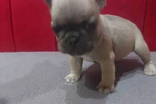 Buldog francuski pieseki i suczki blue, Lubuskie, Mycielin