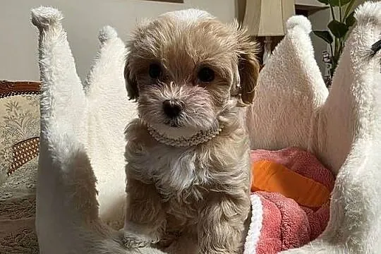 Maltipoo suczka mini  xxs