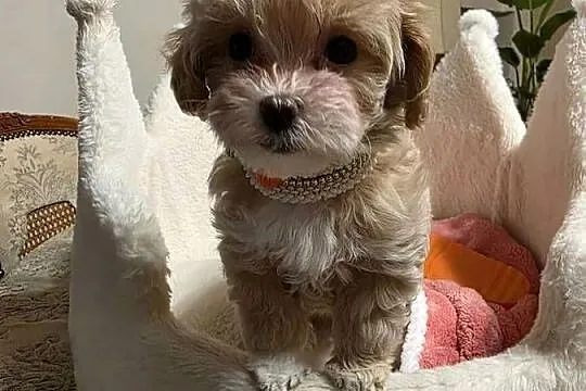 Maltipoo suczka mini  xxs, Wielkopolskie, Poznań