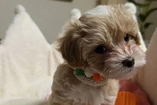 Maltipoo suczka mini  xxs, Wielkopolskie, Poznań