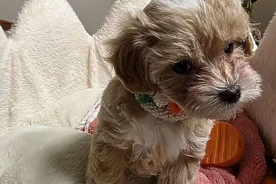 Maltipoo suczka mini  xxs, Wielkopolskie, Poznań