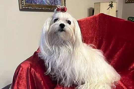 Maltipoo suczka mini  xxs, Wielkopolskie, Poznań