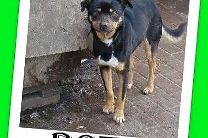 ROT piesek w typie pinczera, wesoły,przyjazny,kont