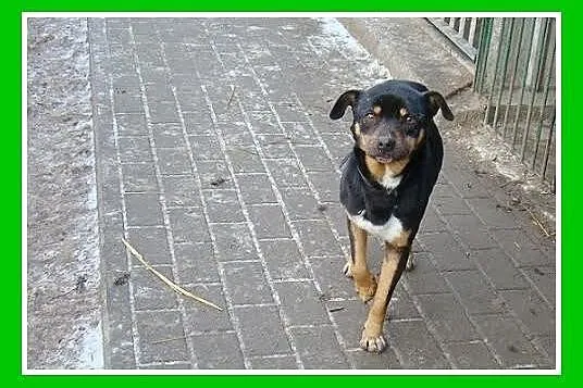 ROT piesek w typie pinczera, wesoły,przyjazny,kont