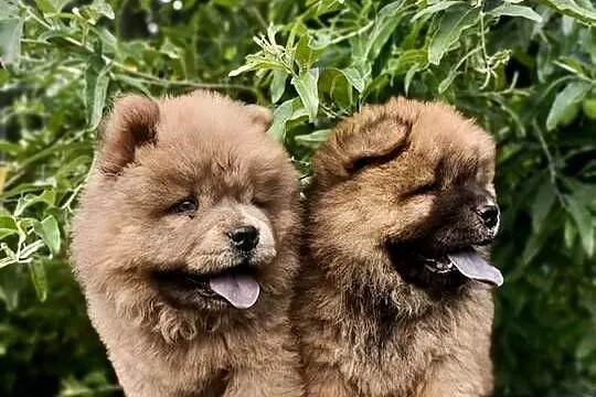 Wzorcowe Chow Chow piękny exerrier rodzice FCI