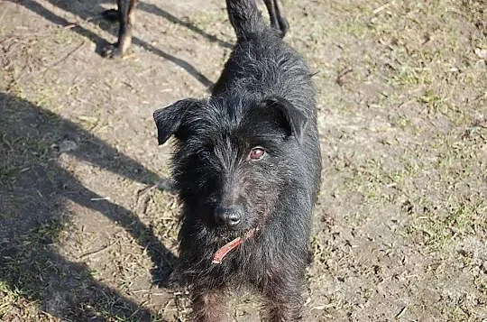 Niunia, niewielka terierkowata perełka do pokochania!