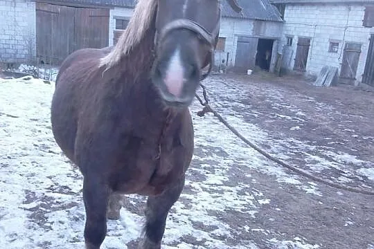 Klacz Zimnokrwista