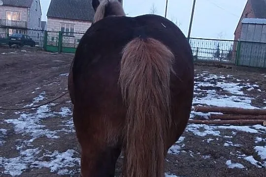 Klacz Zimnokrwista