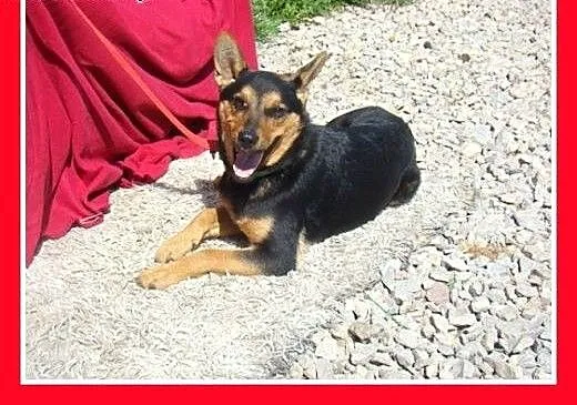 6 mies.jak mini owczarek niem.łagodny,wesoły pies