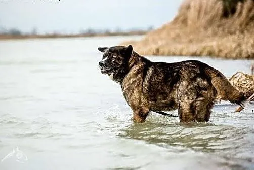 APSIK vel APE poleca się do adopcji,  małopolskie 