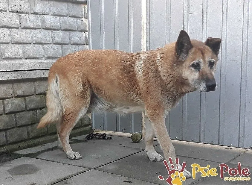 KAMILA-spokojna, cicha starsza sunia prosi o dom, adopcja, Małopolskie, Kraków