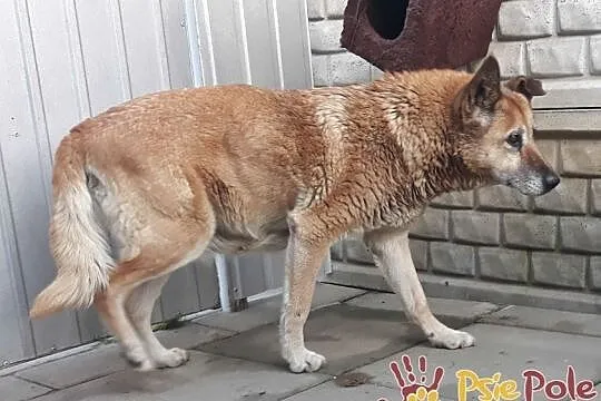 KAMILA-spokojna, cicha starsza sunia prosi o dom, adopcja, Małopolskie, Kraków