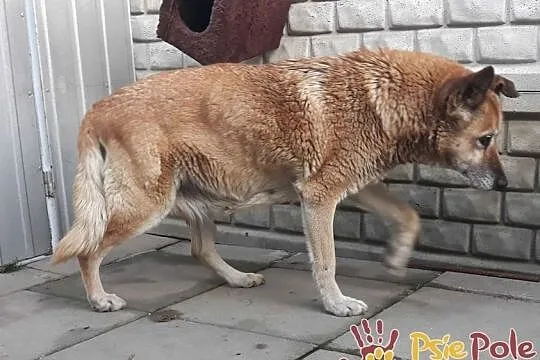 KAMILA-spokojna, cicha starsza sunia prosi o dom, adopcja, Małopolskie, Kraków