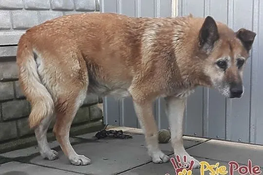 KAMILA-spokojna, cicha starsza sunia prosi o dom, adopcja, Małopolskie, Kraków