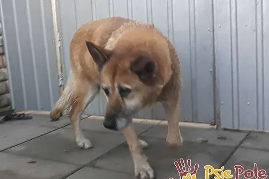 KAMILA-spokojna, cicha starsza sunia prosi o dom, adopcja, Małopolskie, Kraków
