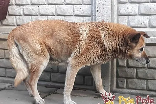 KAMILA-spokojna, cicha starsza sunia prosi o dom, adopcja, Małopolskie, Kraków