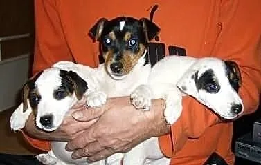 Piękne Jack Russell Terriery. Słodziaki;)