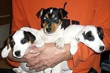 Piękne Jack Russell Terriery. Słodziaki;)