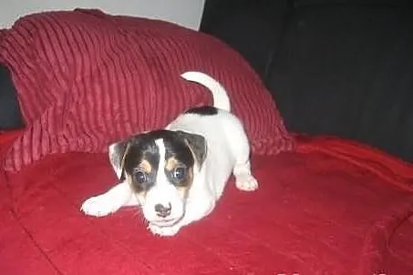 Piękne Jack Russell Terriery. Słodziaki;)