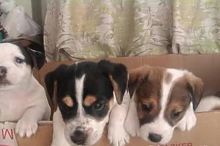 Piękne Jack Russell Terriery. Słodziaki;)