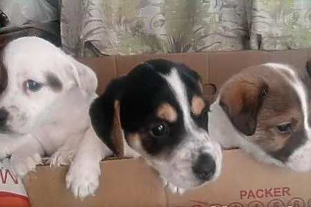Piękne Jack Russell Terriery. Słodziaki;)