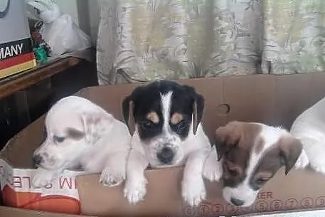 Piękne Jack Russell Terriery. Słodziaki;)
