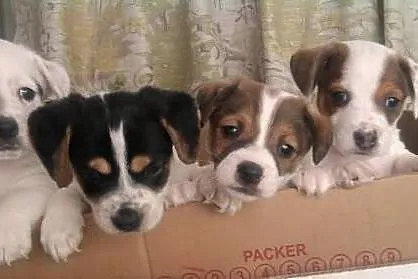 Piękne Jack Russell Terriery. Słodziaki;)