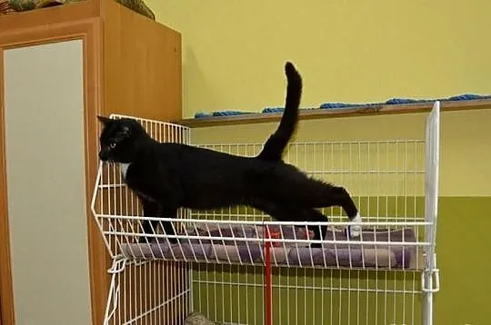 Młodziutki Klakier ze śliczną białą bródką :)