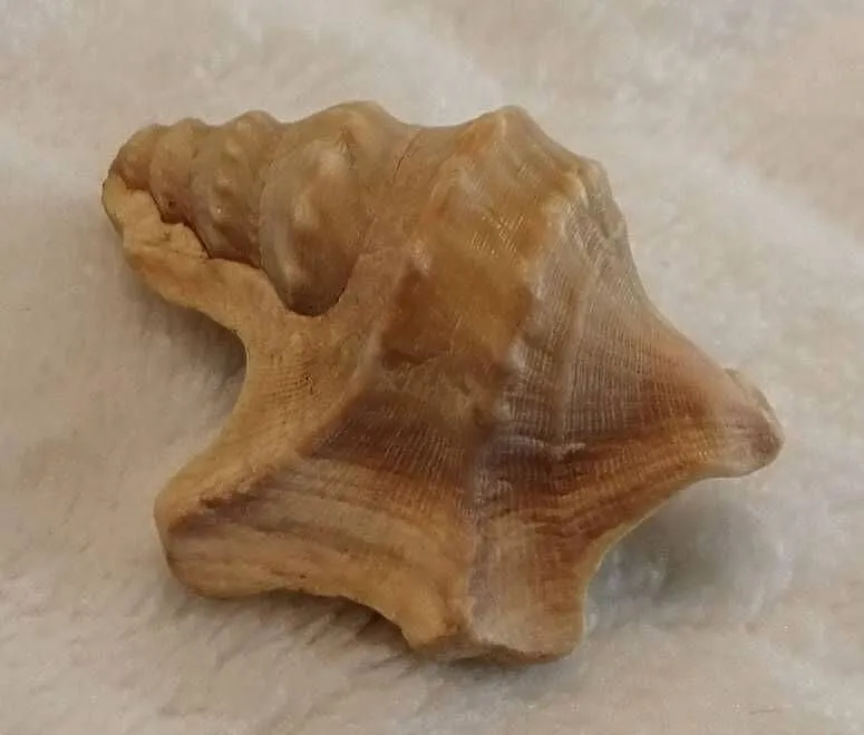 Muszla 3,5cm, 66 (Kreatywne), Śląskie, Czeladź