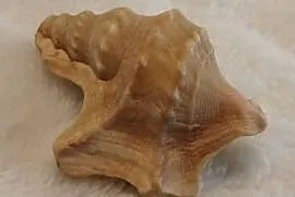 Muszla 3,5cm, 66 (Kreatywne)
