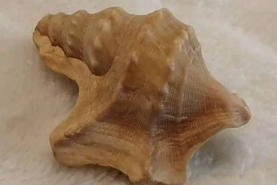 Muszla 3,5cm, 66 (Kreatywne), Śląskie, Czeladź